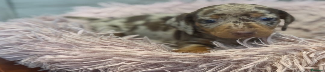 Miniature Dachshund Puppy 1
