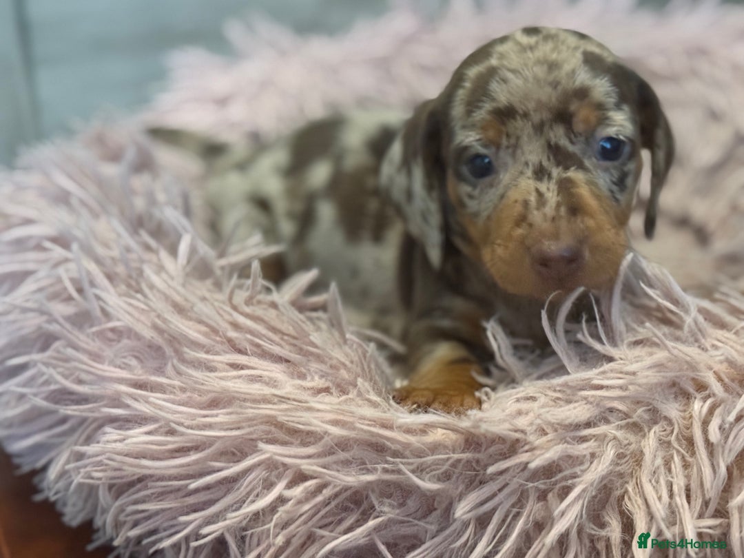 Miniature Dachshund dogs for sale: Adorable miniature dachshund  - Image 7