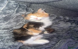 Domestic Shorthair cats for sale: 2 kittens. Calico girl + ginger boy both 17 weeks - Image 8