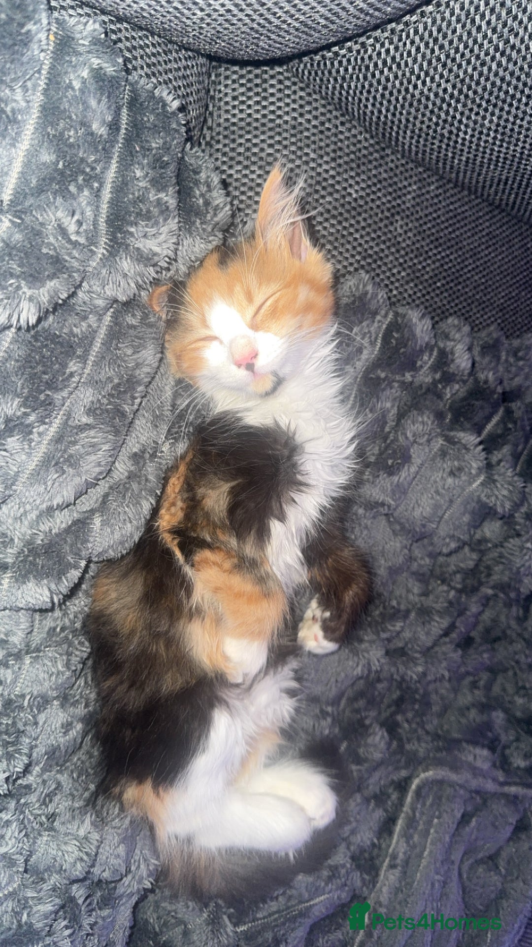 Domestic Shorthair cats for sale: 2 kittens. Calico girl + ginger boy both 17 weeks - Image 8