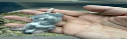 Mouse rodents for sale: Female Mice Looking for New Homes in Telford - Advert 5