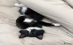 Mixed Breed cats for sale: Our Beautiful Dice - Image 6