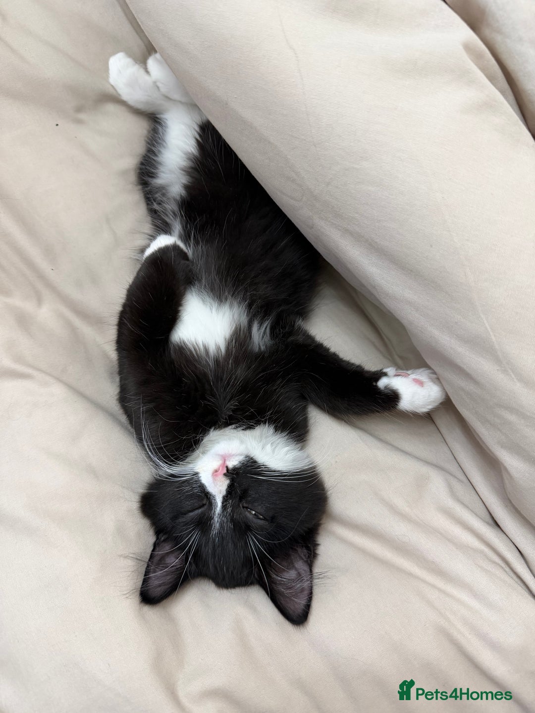 Mixed Breed cats for sale: Our Beautiful Dice - Image 6