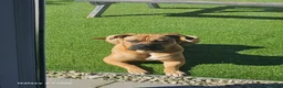 Mixed Breed dogs for sale: Cross breed Dogue de Bordeux  - Advert 3