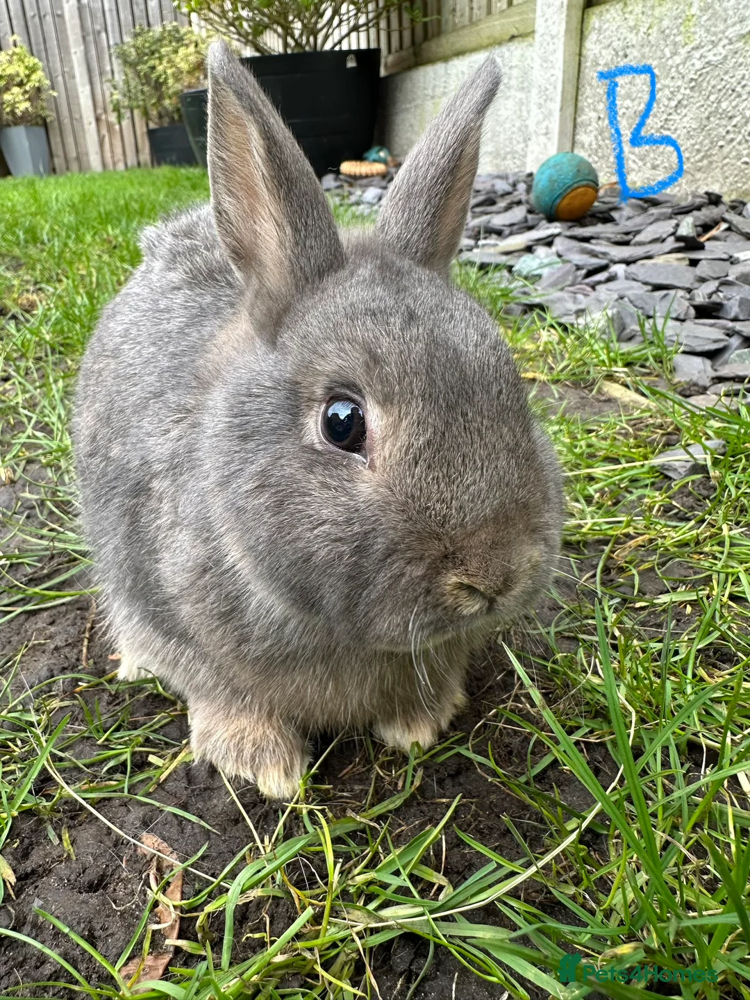 Netherland Dwarf rabbits for sale: Netherland Dwarf Rabbits for sale  - Advert 10