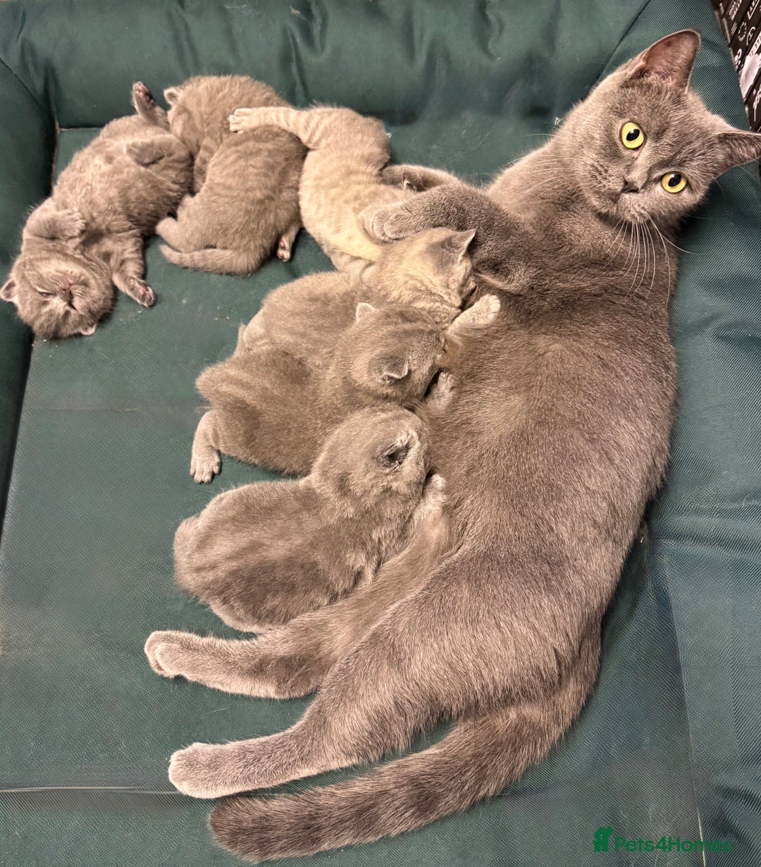 British Shorthair cats for sale: British shorthaired kittens - Image 9
