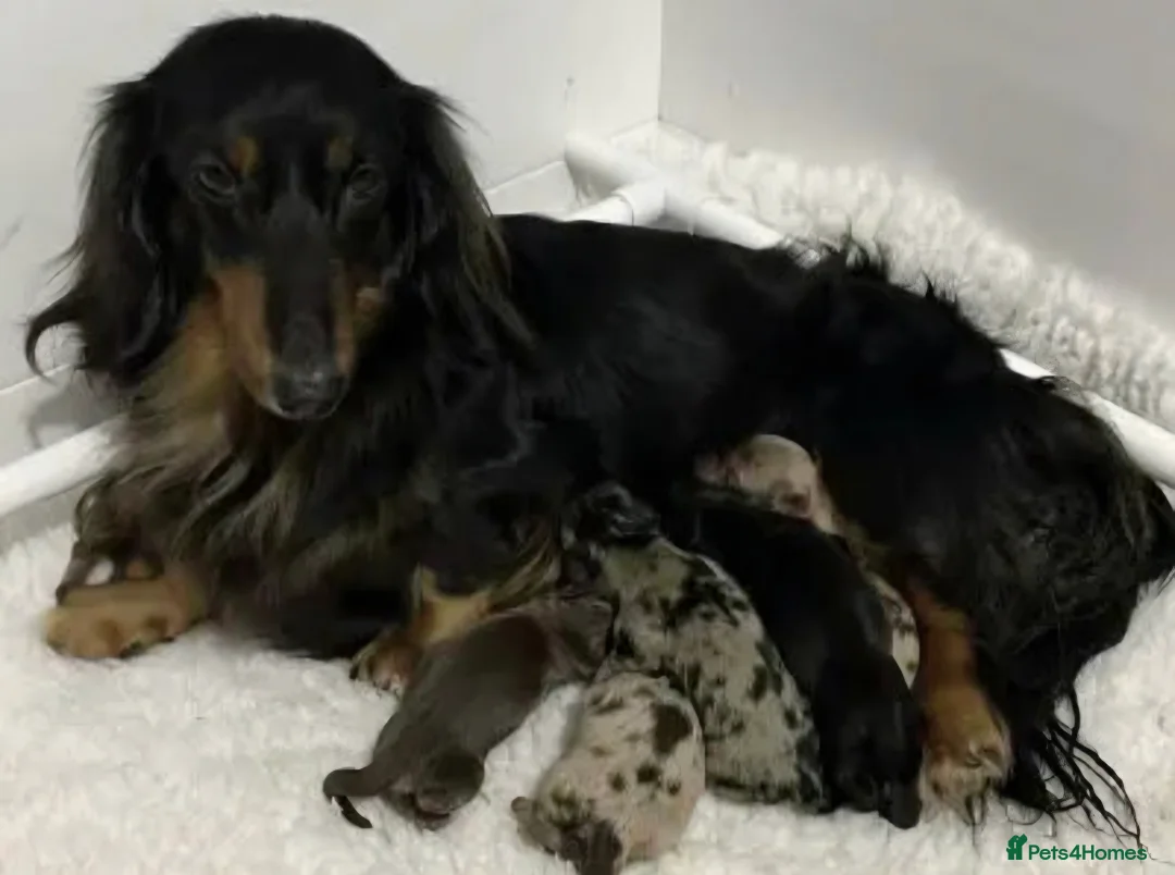 Miniature Dachshund dogs for sale: Miniature Dachshund longhaired puppy - Advert 10