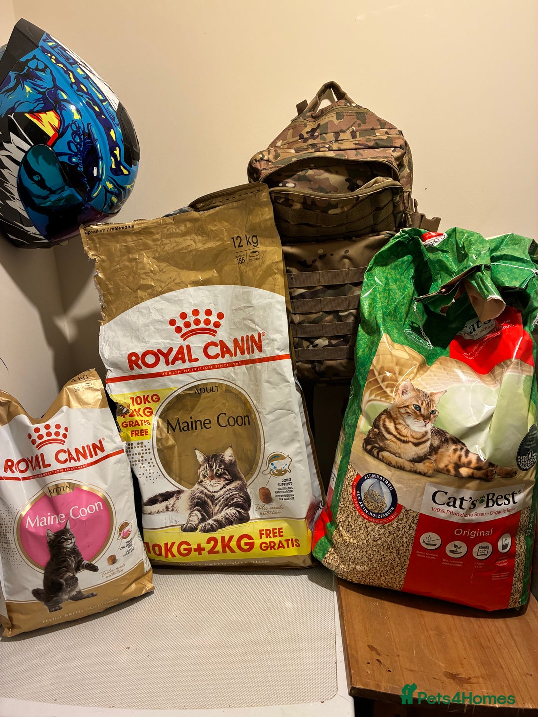 Maine Coon cats for sale: Maine Coon Kittens - Advert 35