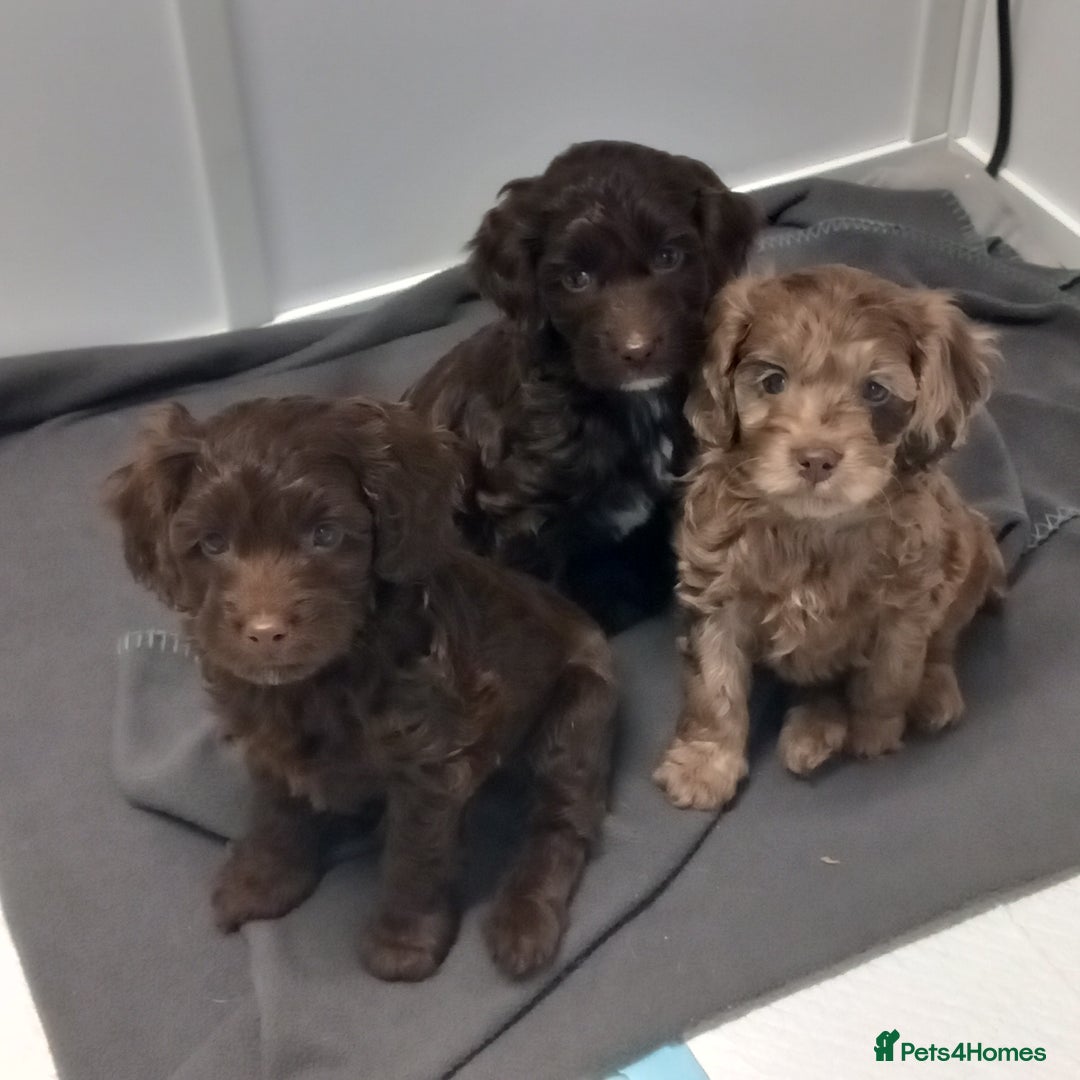 Cockapoo dogs for sale: cockapoo puppies  - Advert 1