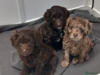 Cockapoo dogs cockapoo puppies - Advert 1