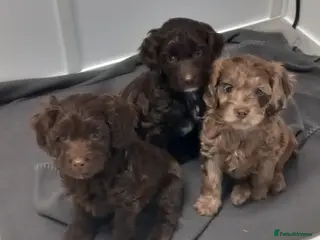 Cockapoo dogs toy cockapoo puppies - Advert 12