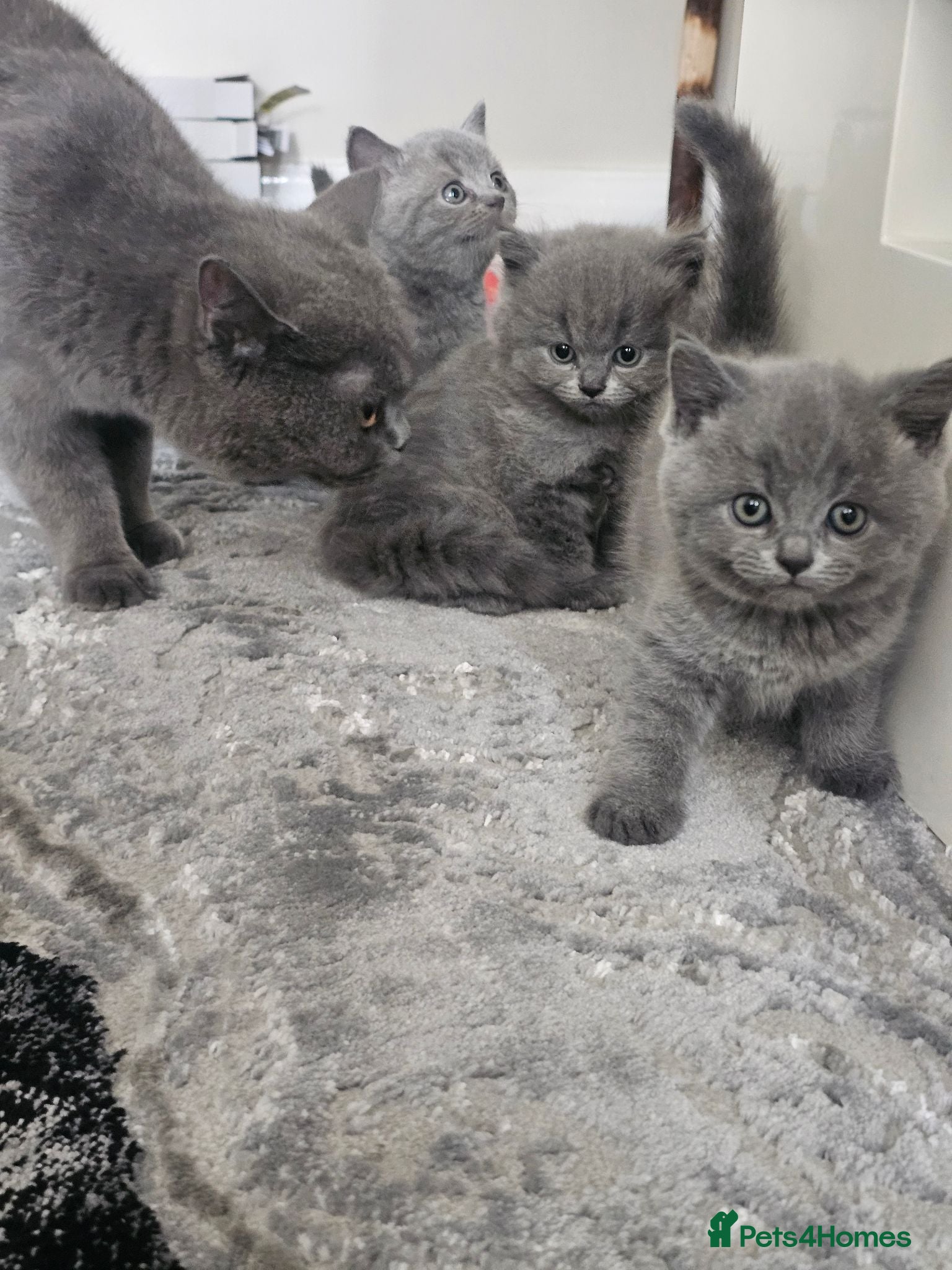 British Shorthair cats Blue british shorthair showcat kittens - Advert 1