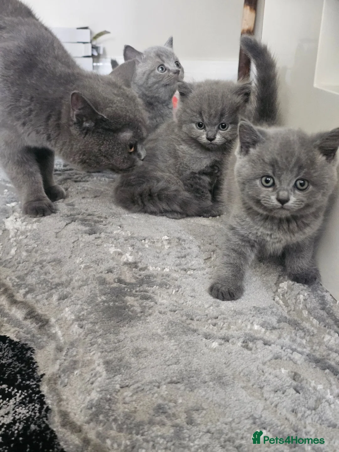 British Shorthair cats for sale: Blue british shorthair showcat kittens - Advert 1