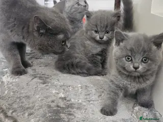 British Shorthair cats Blue british shorthair showcat kittens - Advert 3