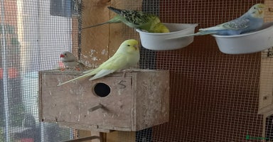 Budgerigars birds - Advert 11