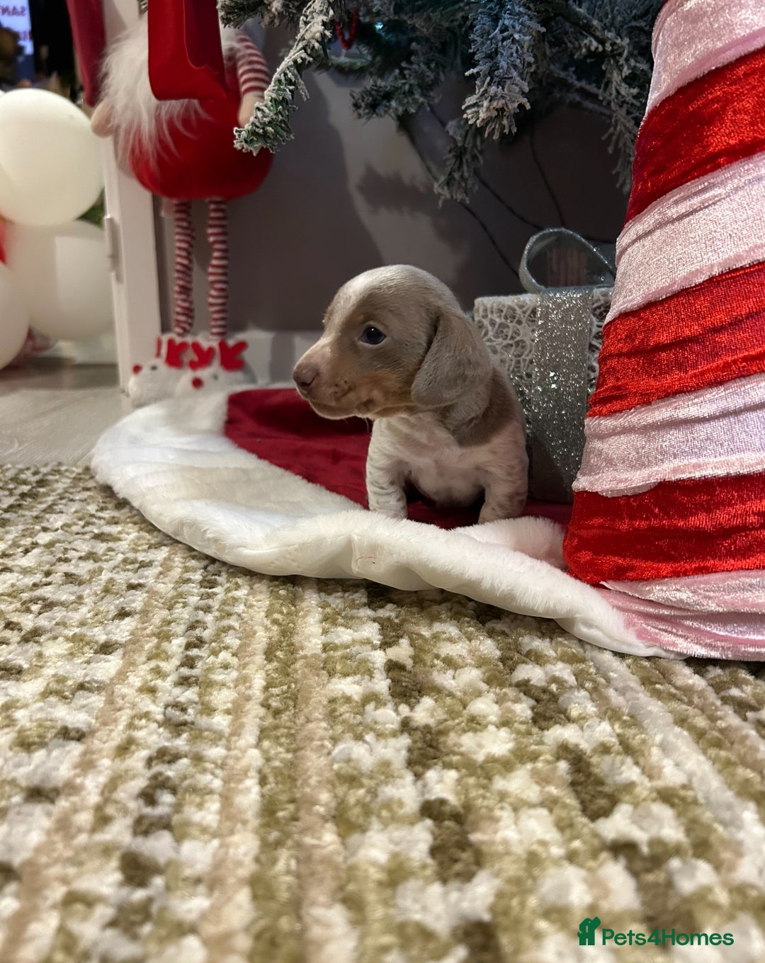 Miniature Dachshund dogs for sale: True miniature dachshund - Advert 3