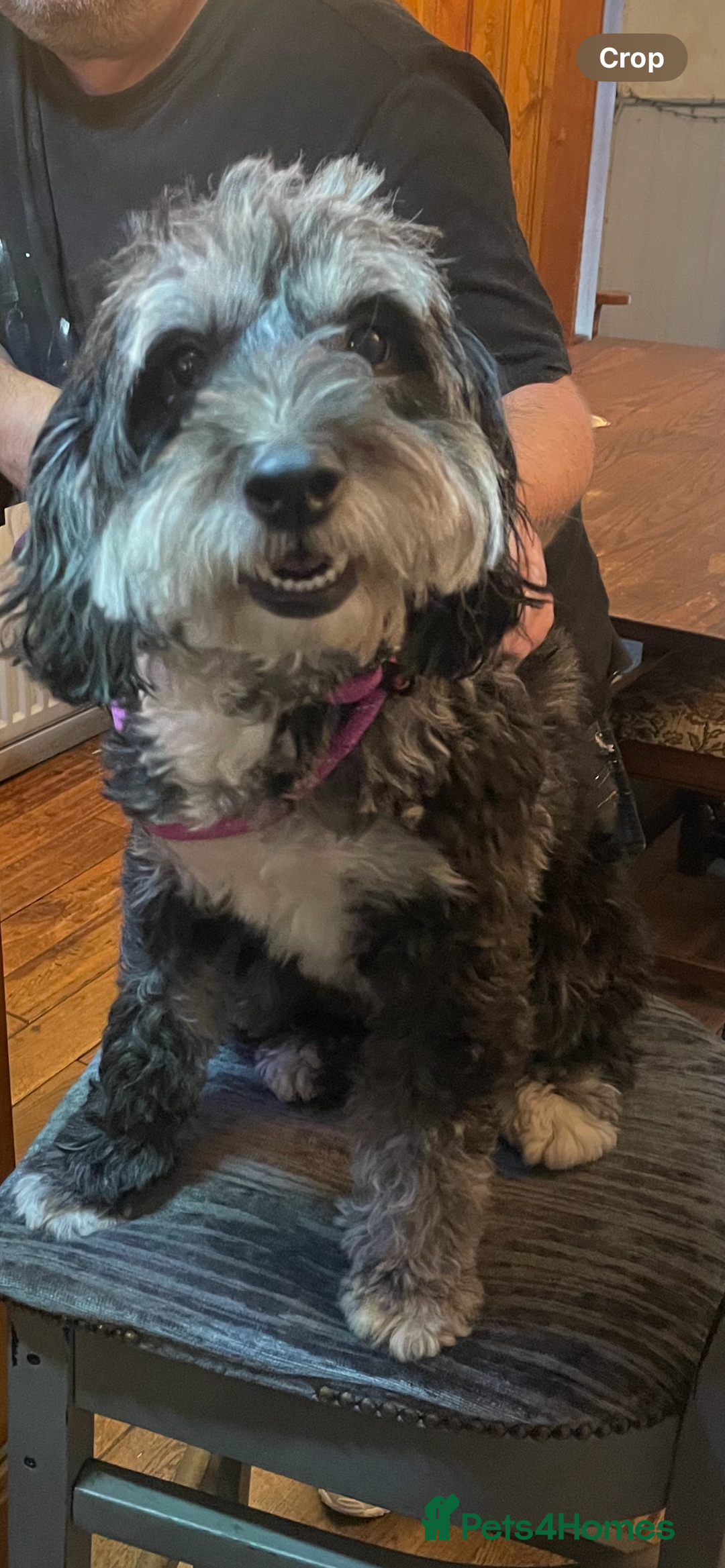 Bordoodle dogs for sale: Stunning litter of colliepoo/bordoodle puppies  - Advert 5