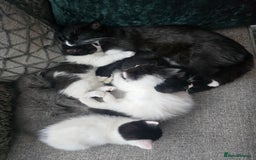 Ragdoll cats for sale: Cross ragdolls  - Image 5