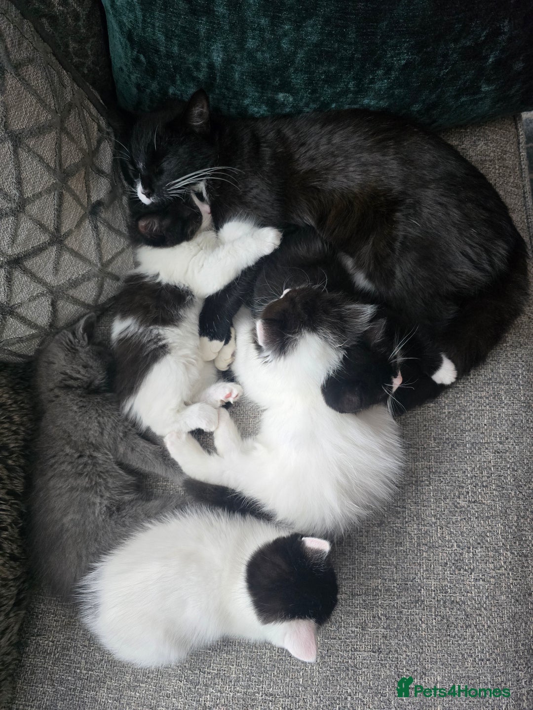 Ragdoll cats for sale: Cross ragdolls  - Image 5