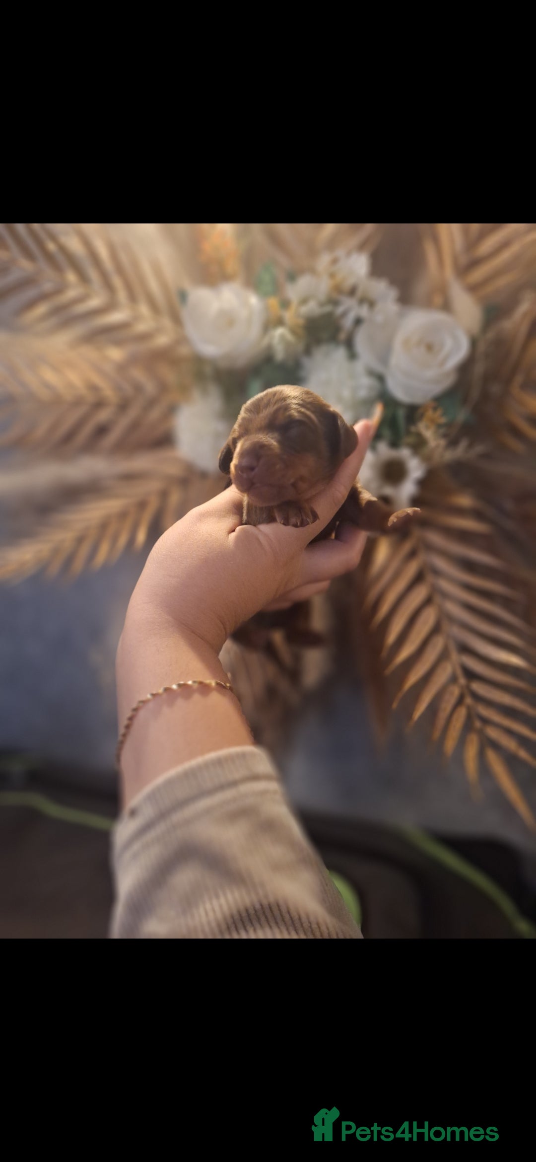 Miniature Dachshund dogs for sale: Fluffy carrier Miniature daschound puppies 🐶  - Image 8
