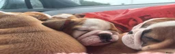English Bulldog dogs for sale: 3 girls ready NOW *fully vaccinated, checked** - Advert 25