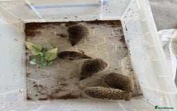 Mixed Breed rodents for sale: Baby Tenrecs - Image 4