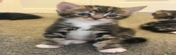 Mixed Breed cats for sale: Beautiful kittens - Advert 2