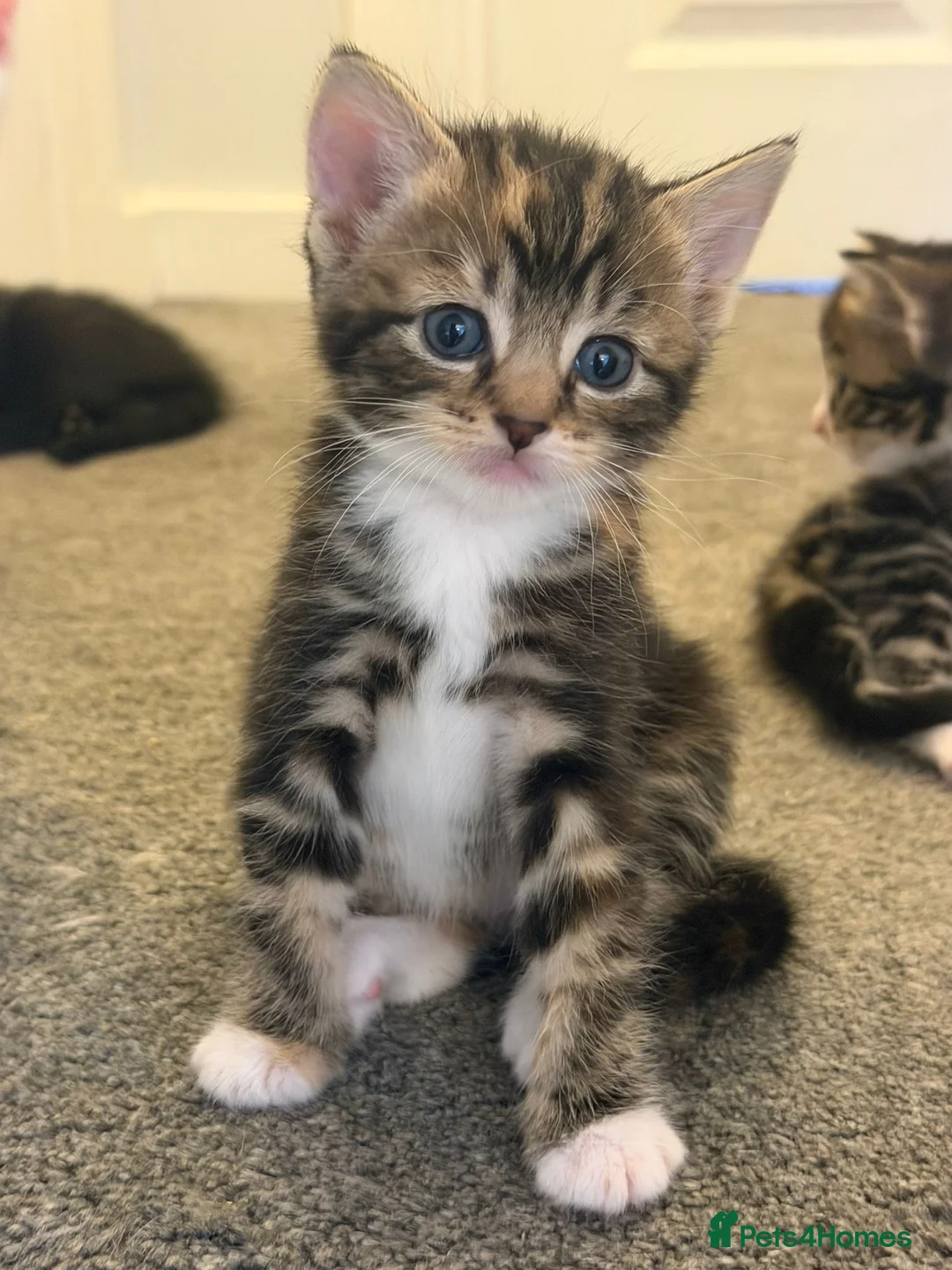 Mixed Breed cats for sale: Beautiful kittens - Advert 2
