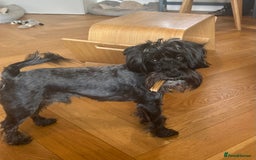 Miniature Schnauzer dogs for stud: Beautiful Black Mini Schnauzer proven stud - Image 4