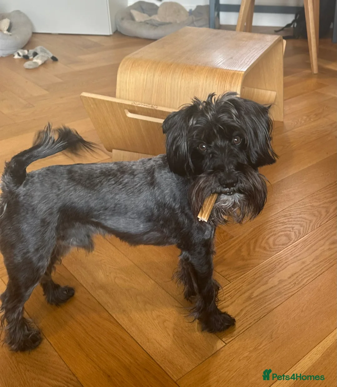 Miniature Schnauzer dogs for stud: Beautiful kc reg Black Mini Schnauzer for stud - Advert 4