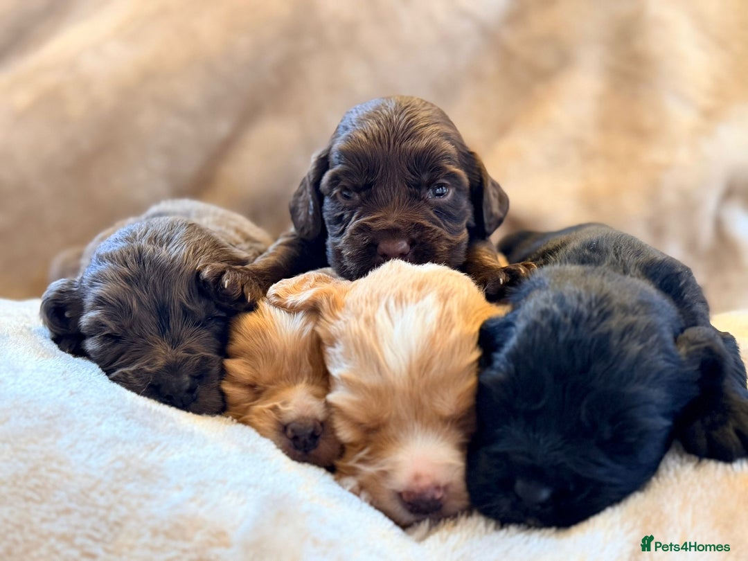Cocker Spaniel dogs for sale: Gorgeous litter of working cocker spaniel puppies - Advert 6