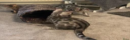 Bengal cats for sale: 🐾 BEAUTIFUL TICA REGISTERED BENGAL  – READY NOW  - Advert 22