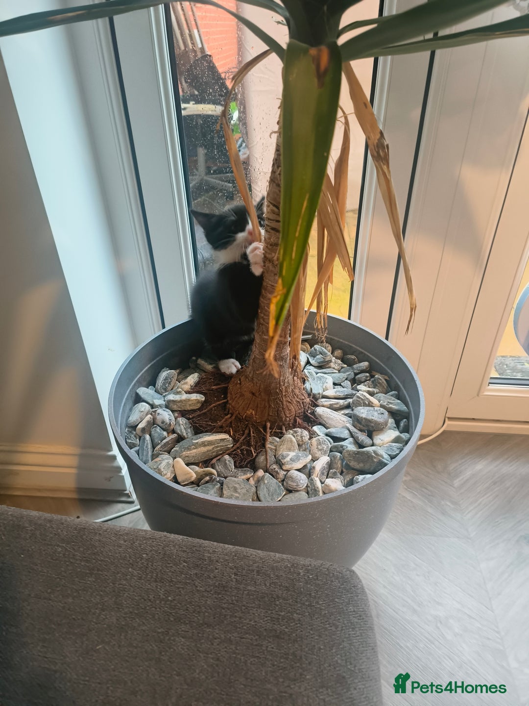 British Shorthair cats for sale: British short and long hair - Advert 7