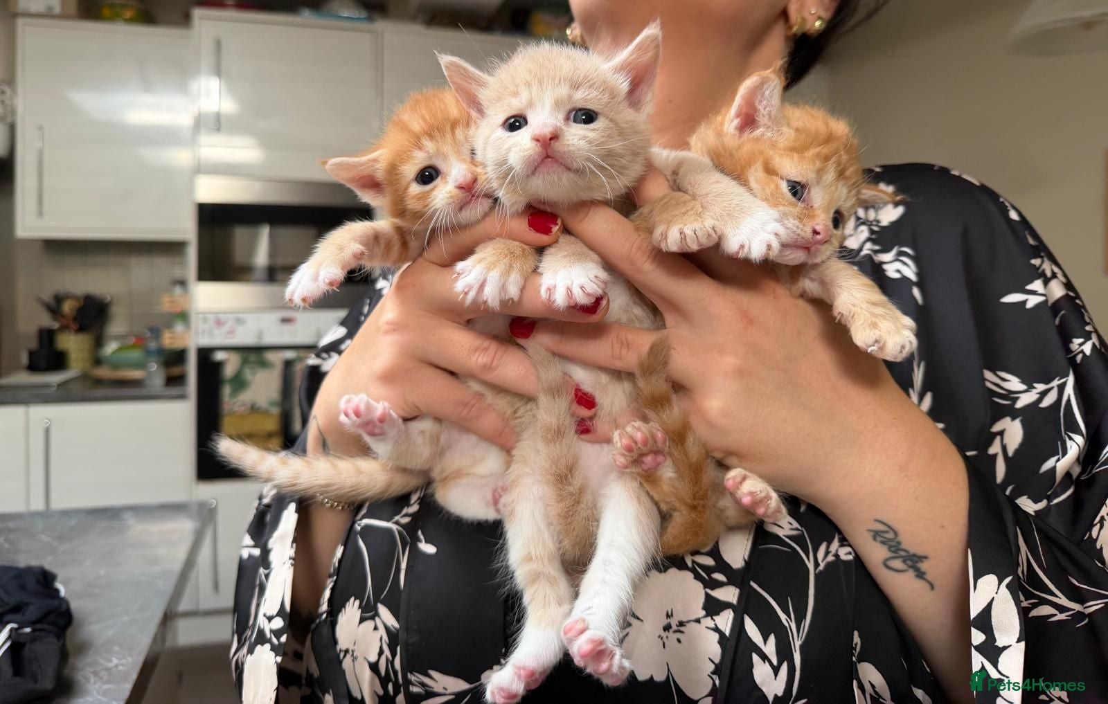Maine Coon cats 6 BEAUTIFUL&UNIQUE MAINE COON×SELKIRK REX KITTENS - Advert 2