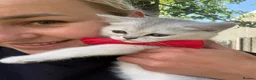 Scottish Fold cats for sale: Scotish Stright  - Advert 4