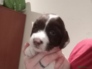 English Springer Spaniel dogs KC Registered E Springer Spaniels 2 girls left - Advert 2
