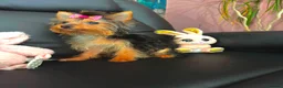 Yorkshire Terrier dogs for sale: Beautiful Pedigree Yorkshire Terrier Puppies  in Runcorn - Advert 2