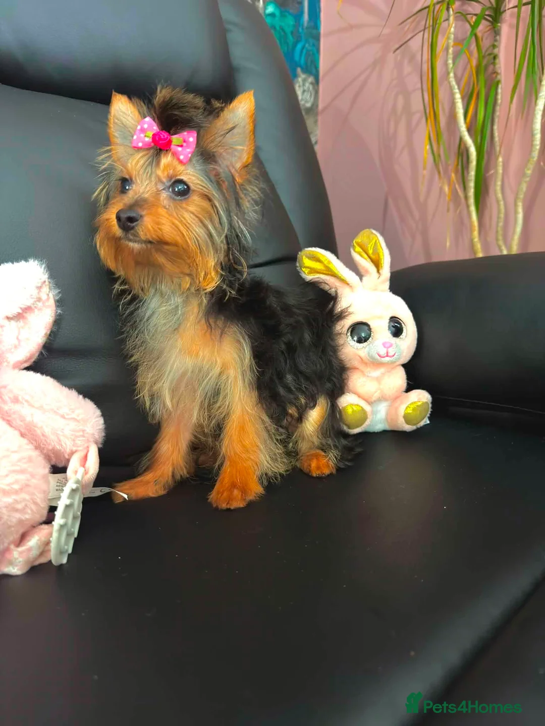 Yorkshire Terrier dogs for sale: Beautiful Pedigree Yorkshire Terrier Puppies  in Runcorn - Advert 2