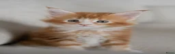 Maine Coon cats for sale: 5 Beautiful Russian Import Kittens TICA - Advert 26