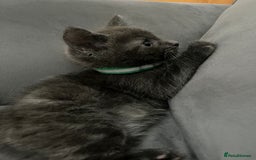 Mixed Breed cats for sale: Grey male kitten for sale 8 weeks  - Image 3