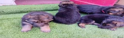 German Shepherd dogs for sale: German Shepherd Puppies  - Advert 28