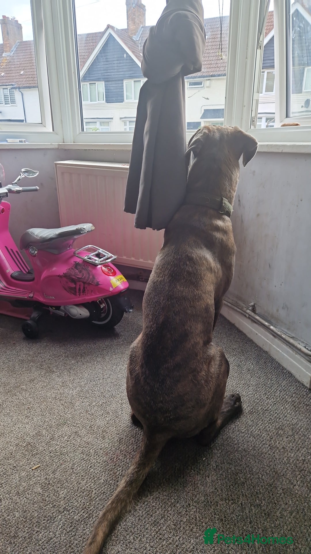 Cane Corso dogs for sale: Bailey  - Advert 2