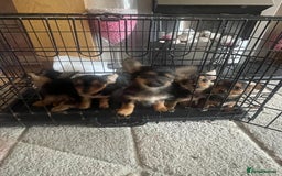Chorkie dogs for sale: Chorkie Puppies For Sale - Image 2