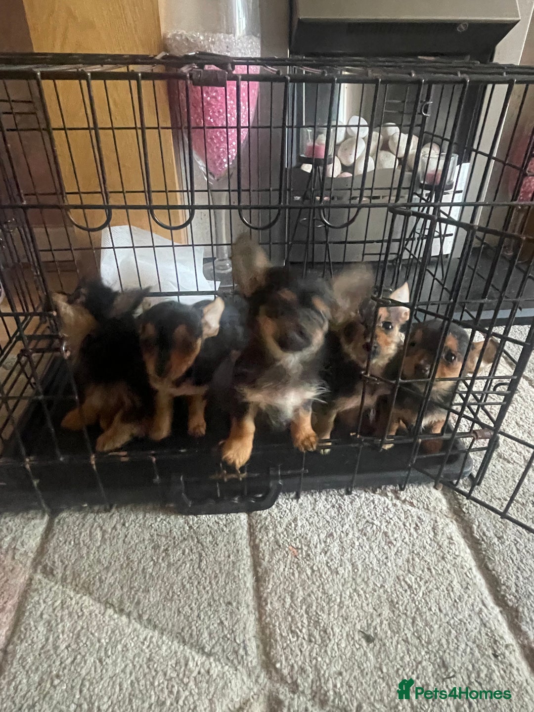 Chorkie dogs for sale: Chorkie Puppies For Sale - Image 2