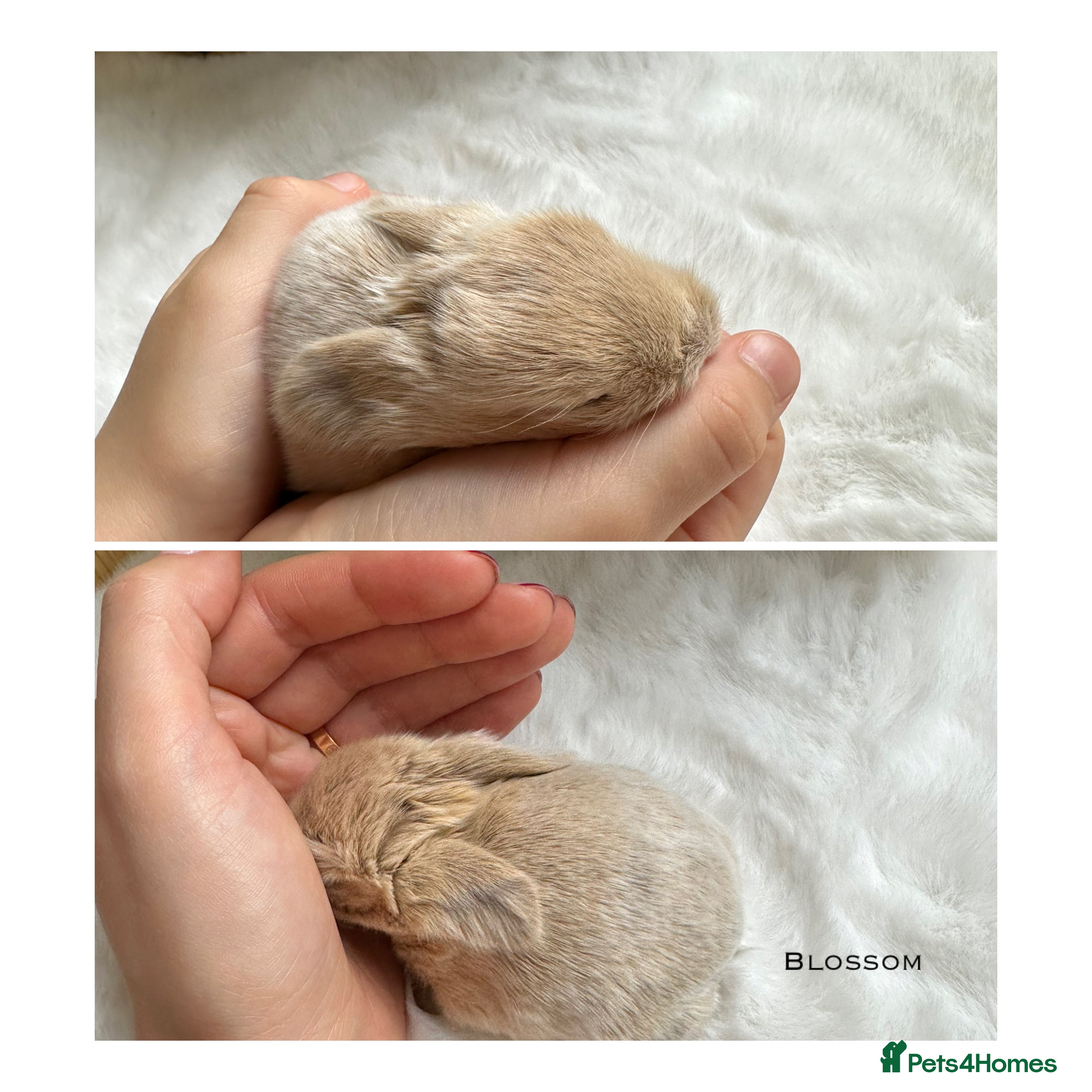 Mini Lop rabbits I have 6 mini lops babies ready to reserve  - Advert 16