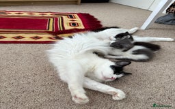 Mixed Breed cats for sale: Adorable Fluffy Kittens Looking for a Loving Home - Image 10