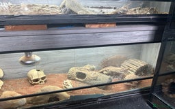 Lizard reptiles for sale: Colored lizards and cage  - Image 13