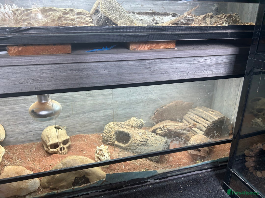 Lizard reptiles for sale: Colored lizards and cage  - Image 13