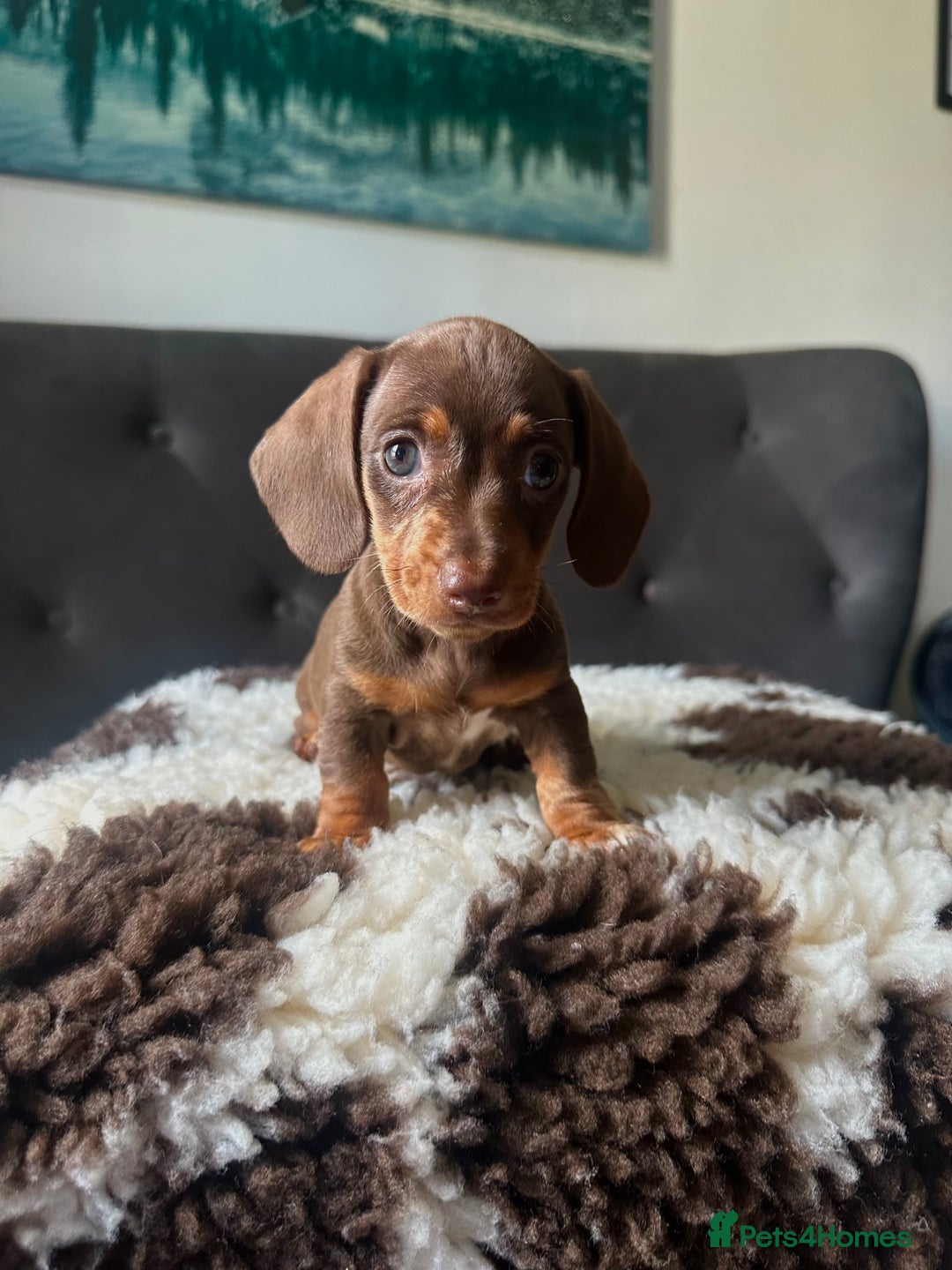 Miniature Dachshund dogs for sale: Short-haired Miniature Dachshunds  - Image 7