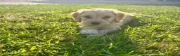 Cockapoo dogs for sale: Gorgeous F1 Cockapoo Puppies 🩷 - Advert 8